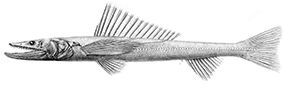 Familia Bathysauridae.jpg